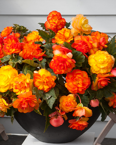 BEGONIA CASCADE SUNRAY 25 kusov